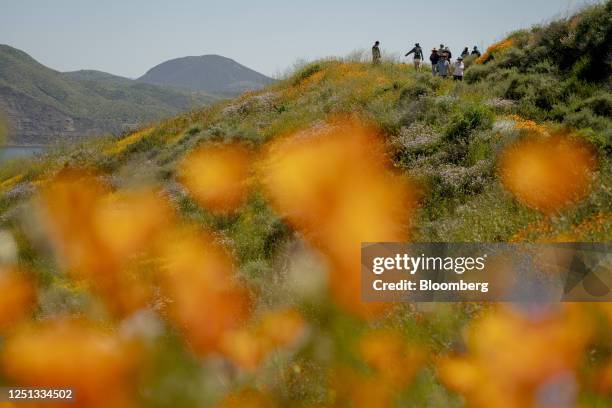 Visitors walk to see wildflowers in bloom at Diamond Valley Lake in Hemet, California, US, on Sunday, April 9, 2023. As epic rainstorms gradually...