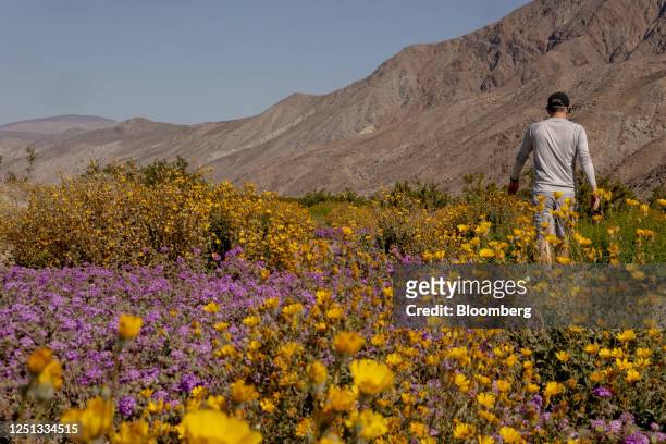 Wildflowers bloom along Henderson Canyon Road in Borrego Springs, California, US, on Sunday, April 9, 2023. As epic rainstorms gradually give way to...