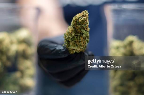 Piece of marijuana's bud is seen on June 20, 2020 in Madrid, Spain. Zoom Club is a Cannabis Association in Madrid made up of 500 members. As a result...