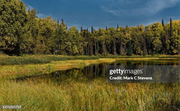 focusing on the finer points of being outside - talkeetna stock pictures, royalty-free photos & images