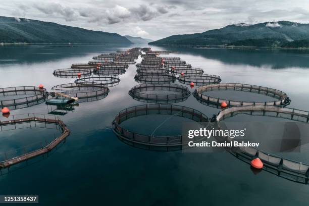 visserij. luchtfoto over een grote viskwekerij met veel visbehuizingen. - visindustrie stockfoto's en -beelden