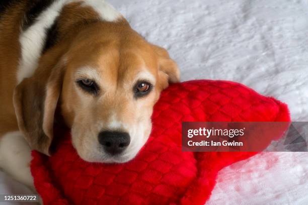 beagle and heart-shaped pillow - ian gwinn stock pictures, royalty-free photos & images