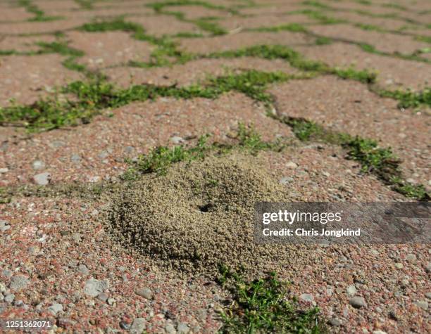 ant hill in interlocking brick - ant nest stock pictures, royalty-free photos & images