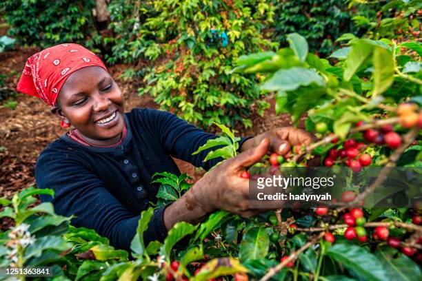 joven africana recogiendo cerezas de café, kenia, africa oriental - kenia fotografías e imágenes de stock