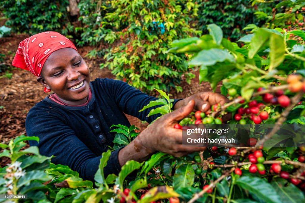 Ung afrikansk kvinna som samlar kaffekörsbär, Kenya, Östafrika