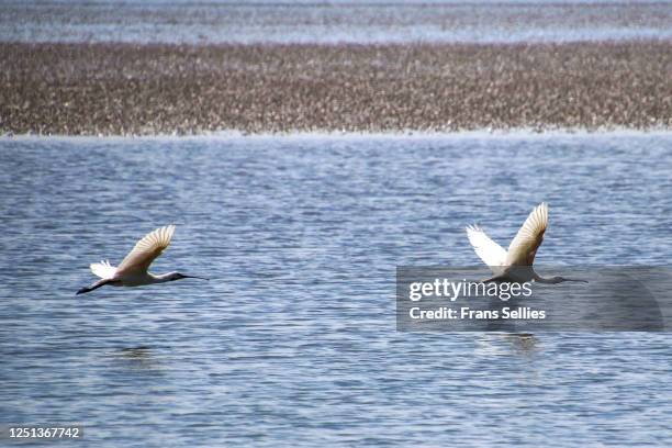 eurasian spoonbills flying over the wadden sea (vlieland, the netherlands) - vlieland stock pictures, royalty-free photos & images