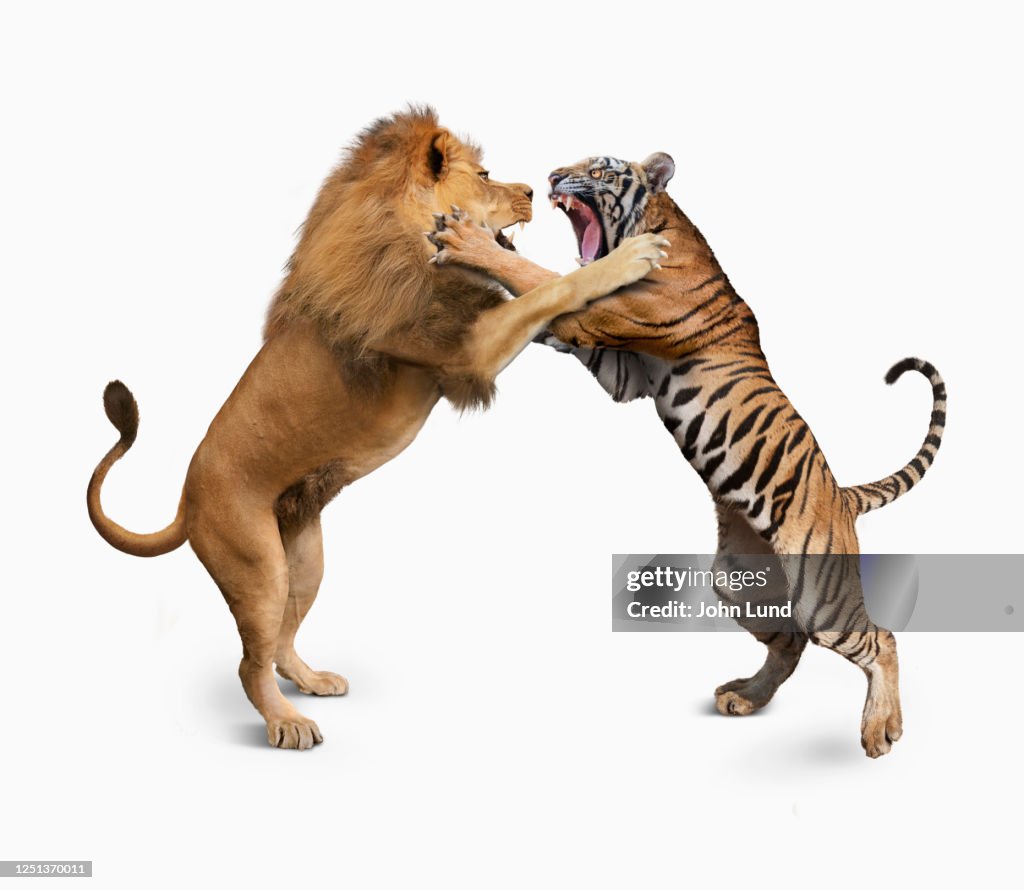 White Tiger Vs Lion white-tiger-vs-lion