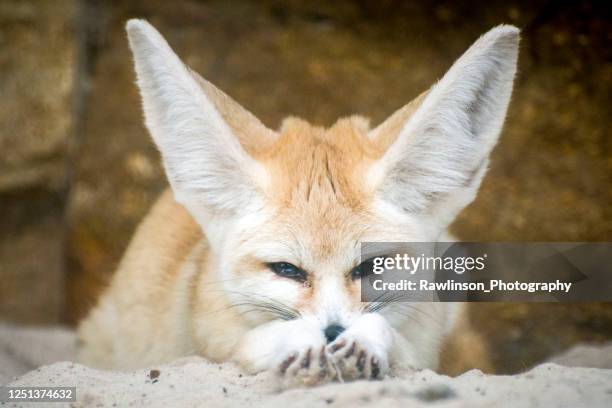 fennec fox - cute white fox - fennec fox stock pictures, royalty-free photos & images