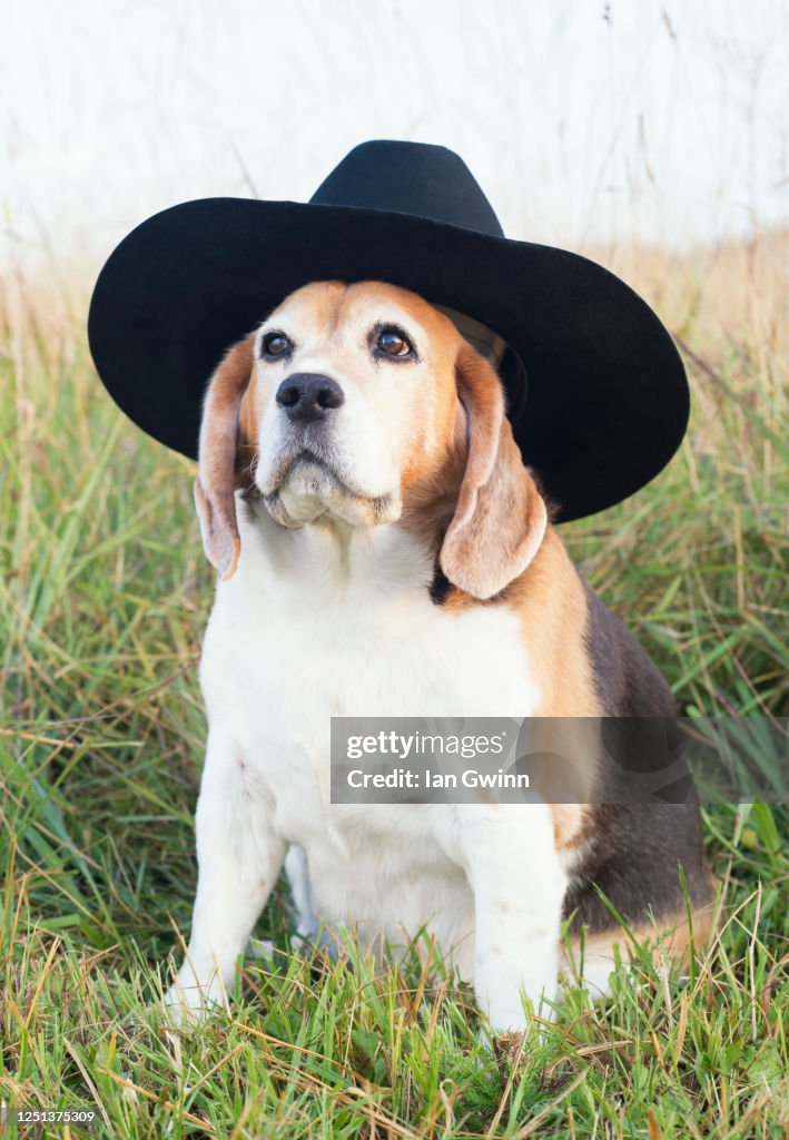 Beagle in Cowboy's Hat