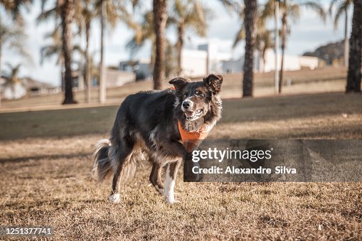 Border Collie Dogs Walking And Playing In The Park High Res Stock Photo border-collie-dogs-walking-and-playing-in-the-park-high-res-stock-photo