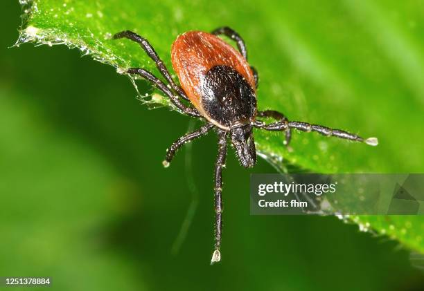 Tiggs Insect Ticks Bug Photos and Premium High Res Pictures - Getty Images