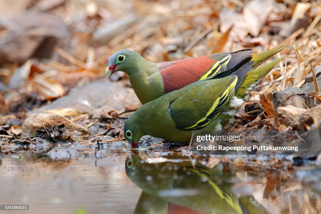 Thick-billed Green Pigeon Treron curvirostra Beautiful Birds of Thailand drinking water