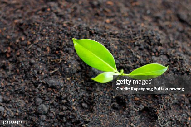 new growth from old concept. young tree with green leaves and tender shoots. - reincarnation stock pictures, royalty-free photos & images