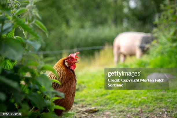 chicken grazing on a farm in bøstad, norway - hens on poultry farm stock pictures, royalty-free photos & images