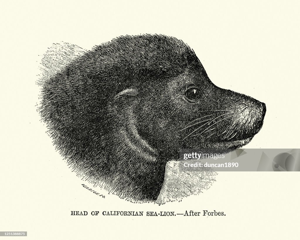 Head of a California sea lion (Zalophus californianus)