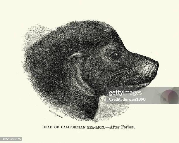 head of a california sea lion (zalophus californianus) - sea lion stock illustrations