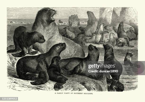 445点のオタリアのストックフォト Getty Images 445点のオタリアのストックフォト Getty Images