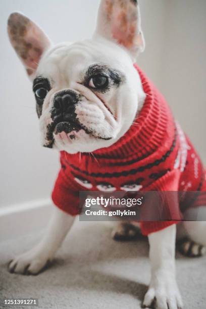 franse buldog in rode jumper van kerstmis - christmas jumpers stockfoto's en -beelden