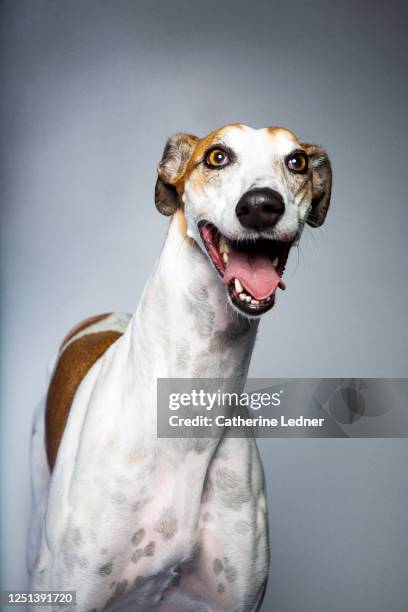 studio shot of greyhound dog with mouth open on grey seamless - greyhound fotografías e imágenes de stock
