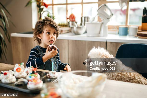 degustación de dulces de cumpleaños con un amigo. - messy dog fotografías e imágenes de stock