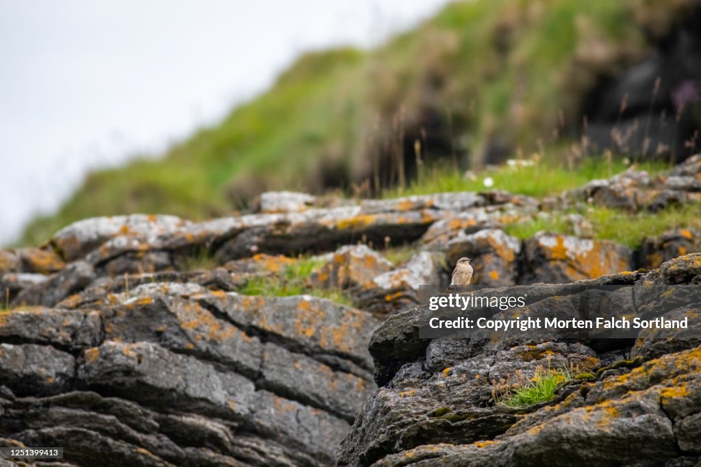A Bird Perched On The Edge Of A Cliff In Røst Norway High-Res Stock ...