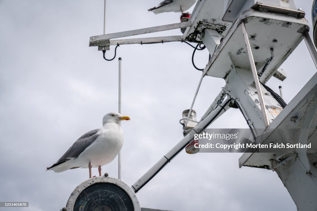 A seagull perched on top of a mast in Svolvær, Norway