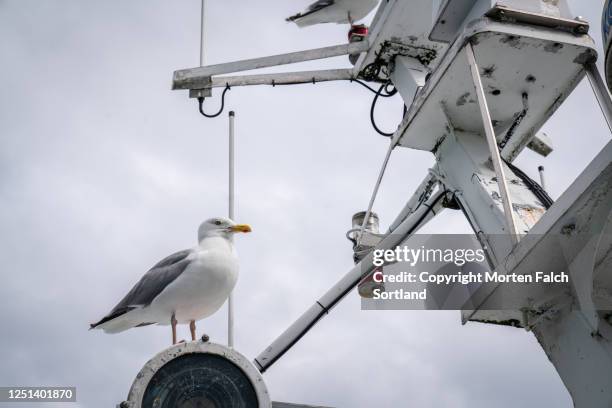 a seagull perched on top of a mast in svolvær, norway - perching stock pictures, royalty-free photos & images