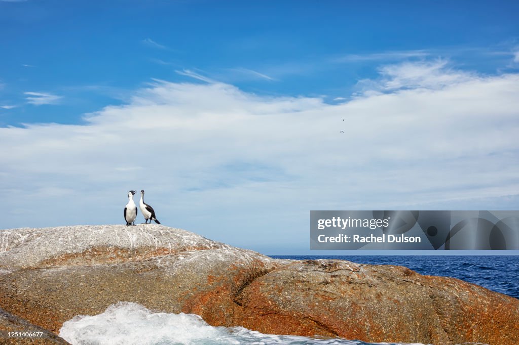 Black-faced Cormorant on rocks by the coast