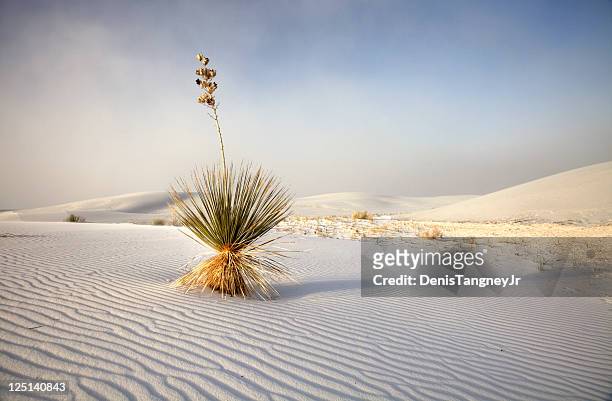 monumento nazionale di white sands, nel nuovo messico - new mexico foto e immagini stock