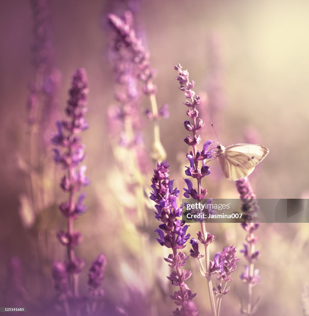 Butterfly on wildflower