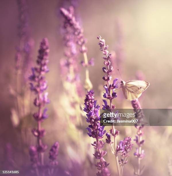 butterfly on wildflower - mexican bush sage stock pictures, royalty-free photos & images