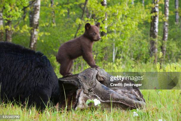 oso negro cub y madre. - bear cub fotografías e imágenes de stock