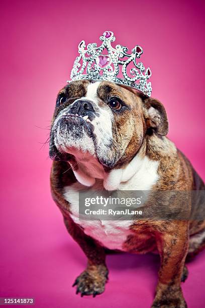 bouledogue anglais pink princess - bouledogue anglais photos et images de collection