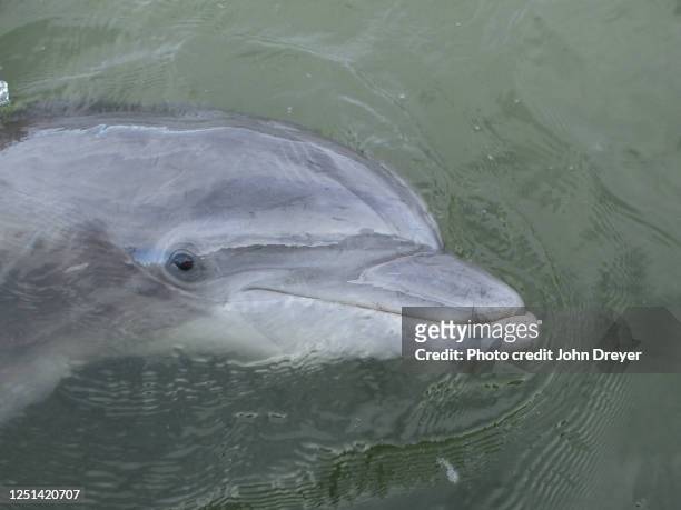 atlantic bottlenose dolphin portrait - hilton head photos et images de collection