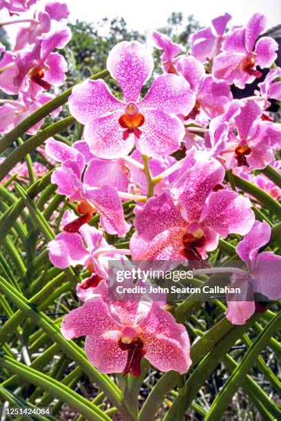 singapore, vanda miss joaquim orchids - vandaceous stock pictures, royalty-free photos & images