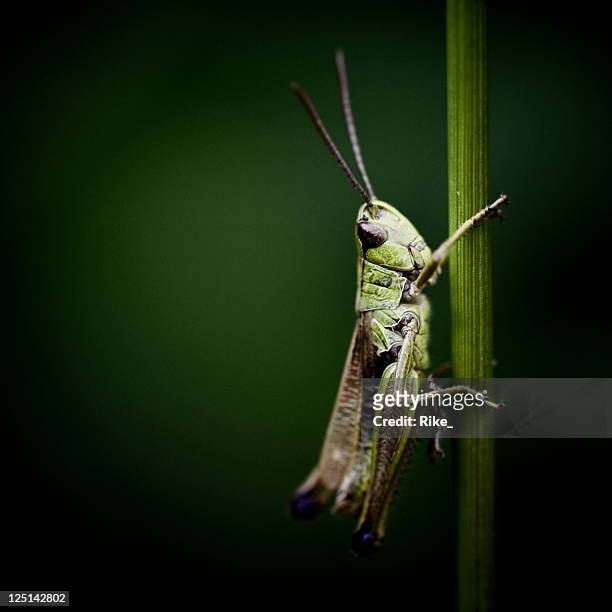 little grasshopper is watching - syrsa insekt bildbanksfoton och bilder