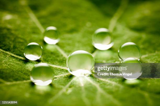 gotas de agua en verde hoja - grupo organizado fotografías e imágenes de stock