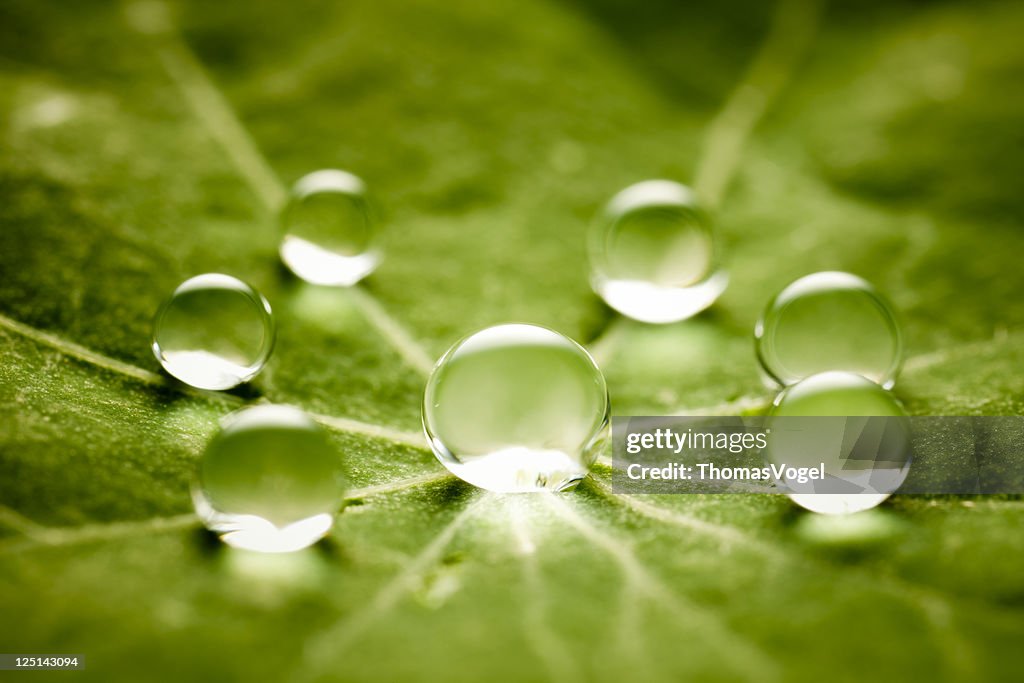 Gotas de água em folhas verdes