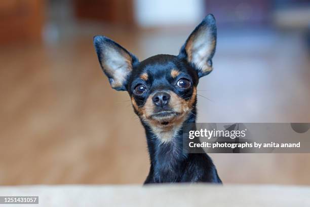krasavchick the black beauty - cagnolino da salotto foto e immagini stock