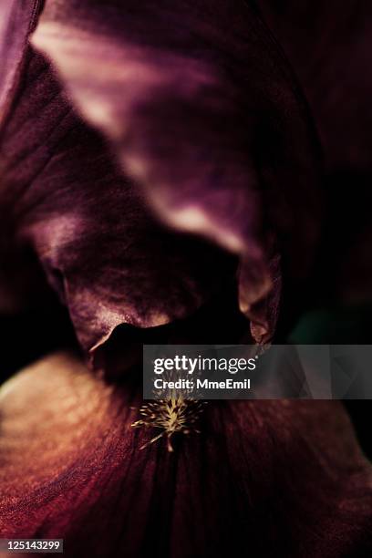 burgundy iris - maroon flower stock pictures, royalty-free photos & images