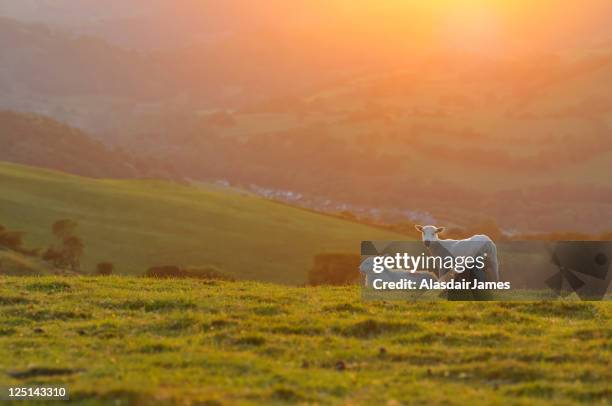 welsh lambs at sunset - sheep lying down stock pictures, royalty-free photos & images