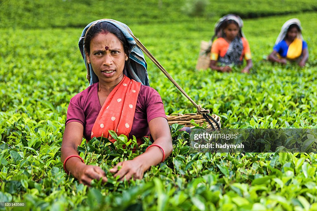 Tamil pickers plucking tea leaves on plantation