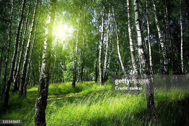 morgen in birke wald - birke stock-fotos und bilder