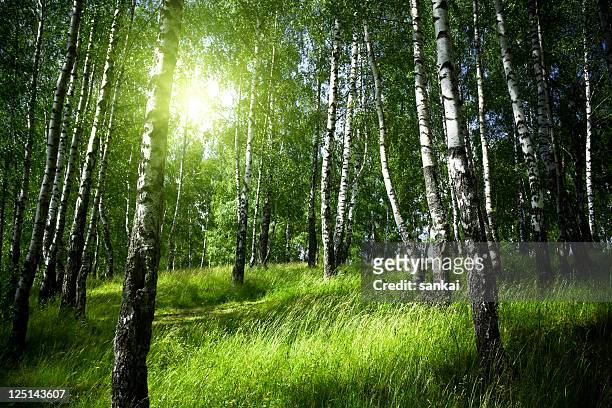 morning in birch forest - grove stock pictures, royalty-free photos & images