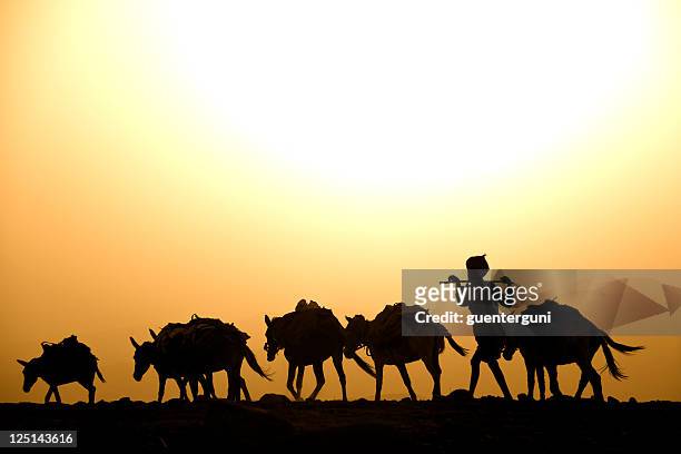 afar hirte mit seiner maultieren gegen den sonnenuntergang, wüste danakil - ethiopia fotos stock-fotos und bilder