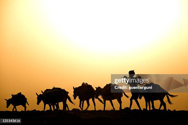 afar herder with his mules against the sunset, danakil desert - ethiopia photos 個照片及圖片檔