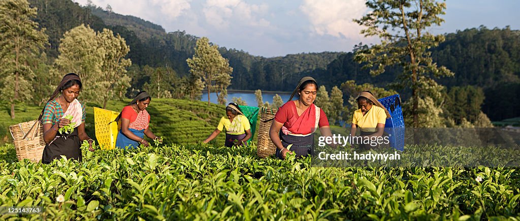 Tamil Musiker plucking Teeblätter auf plantation