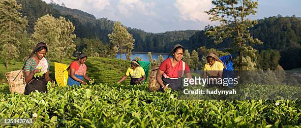 tamil pickers plucking tea leaves on plantation - plantation tea bildbanksfoton och bilder