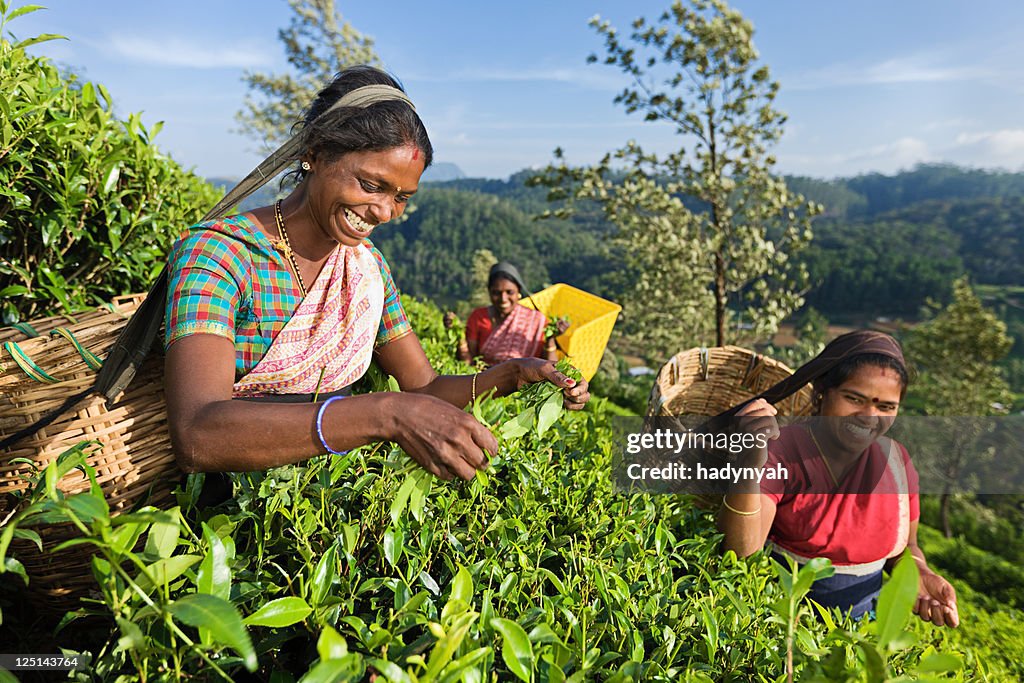 Tamil pickers plucking tea leaves on plantation