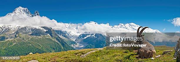 ibex looking over mont blanc panorama french alps - alpine ibex stockfoto's en -beelden